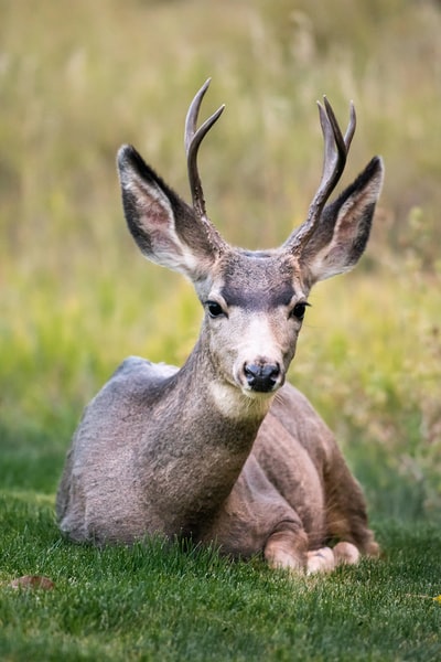 白天躺在绿草上的褐鹿的选择性聚焦
